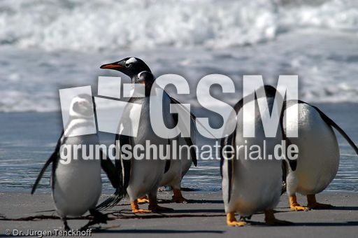 Magellanpinguin (16 von 32).jpg